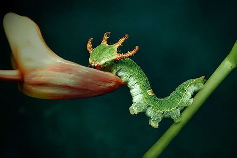 Dragon Head caterpillar, of the Blue Nawab Butterfly Amazing Animal Pictures, Cool Bugs, Beautiful Bugs, Types Of Animals, Arthropods, Dragon Head, Arachnids, Bugs And Insects, Weird Creatures