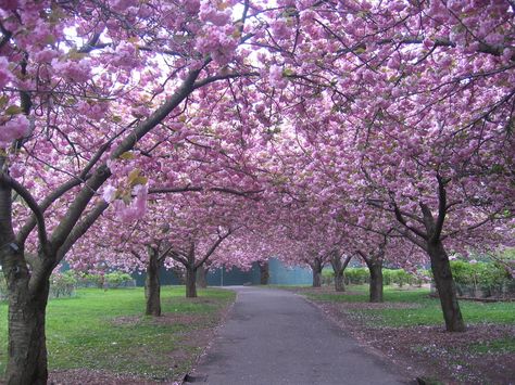 Cherry Blossom Season at Brooklyn Botanical Garden | New York Lined Driveway, Farm Entrance, Brooklyn Botanical Garden, Tree Lined Driveway, Tree Tunnel, Driveway Landscaping, Crabapple Tree, Magnolia Trees, Tree Line