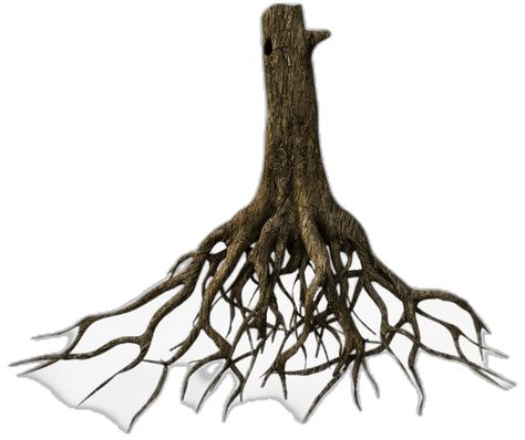 Tree Roots, Png Transparent, Transparent Png, Png Image, Trunk, Tree Trunk, Pure Products, Collage, Quick Saves