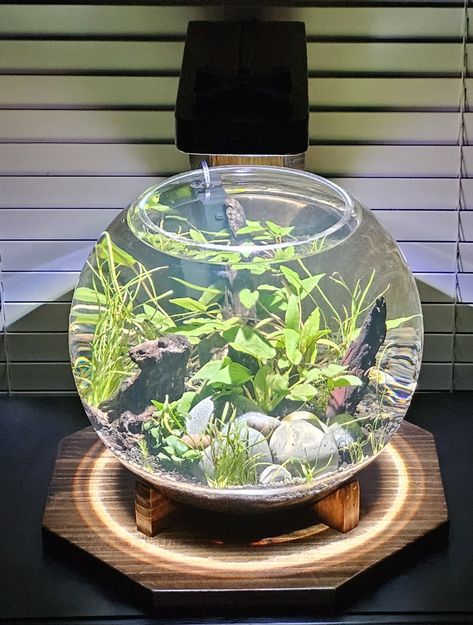 10 Gallon Planted Fish Bowl with my custom stand w/ light.. Pet Fish Bowl, Planted Fish Bowl, Fish Bowl Decorations, Betta Fish Bowl, Water Terrarium, Bubble Fish, Betta Fish Care, Fish Care, Animal Room