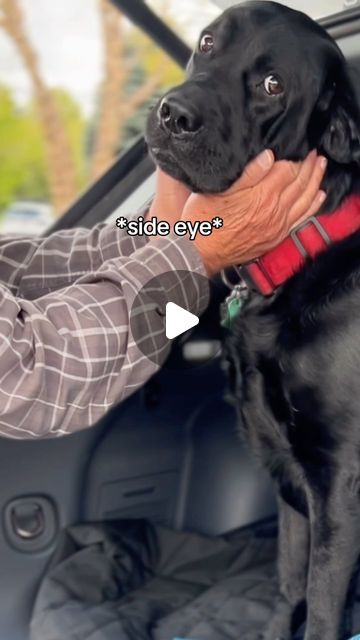 Sully the Black Lab on Instagram: "Safe to say he was excited 🥹❤️ #labrador #labsofinstagram #dogsofinstagram #wholesome #animalvideos" Black Labs Dogs Funny, Black Labrador Retriever Puppy, Labrador Black, Black Labrador Puppy, Black Labs Dogs, Black Labrador Retriever, Black Lab Puppies, Lab Dogs, Black Labs