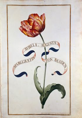 German Tulip Book - 18th century Botanical Tulip, Illustration Tumblr, Botanical Collage, Illustration Botanique, Vintage Botanical Prints, Botanical Beauty, Botanical Drawings, Print Collage, Flower Art Painting