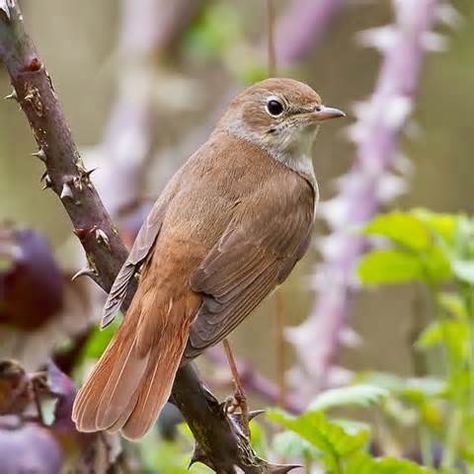 May 15: nightingales: "Males arrive mid-April and immediately advertise their existence through inimitable, unparalleled song." Nightangle Bird, Nightingale Flying, Nightingale Tattoo, Nightingale Bird, British Garden, Nightingale, British Wildlife, Bird Garden, Reference Images