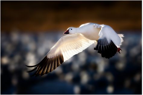 Arctic Birds, Goose Tattoo, Goose Hunting, Snow Goose, Animal Reference, Power Animal, Outdoor Photographer, Steve Perry, Most Beautiful Birds