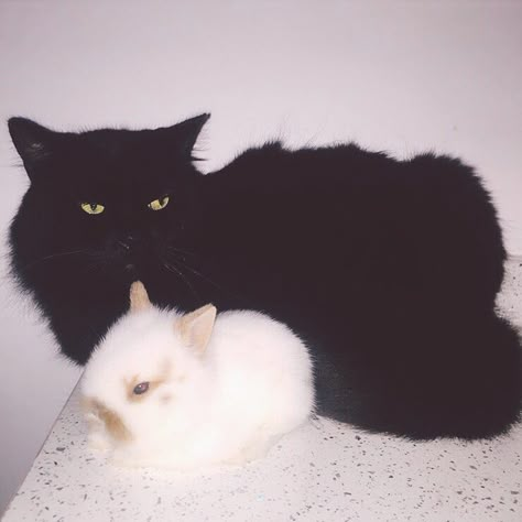 Bunny And Cat, Cats And Bunnies, Cat And Bunny, Cat And Rabbit, Me And Him, Bunny Black, Black Bunny, Mia 3, Opposites Attract