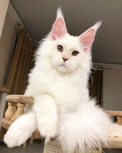 StarArk Zoldan, ds11 D.B. 28.08.2018 Maine Coone Cat, Maine Coone, Gorgeous Cats, Cat Aesthetic, Cute Cats And Kittens, Cute Animal Pictures, Cute Cats And Dogs, Maine Coon