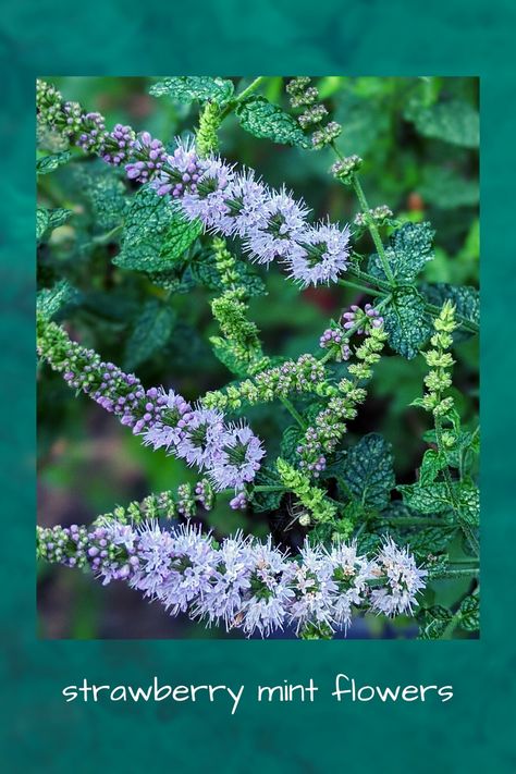 Strawberry Mint Plant, Mint Plant Uses, Dirt Therapy, Mint Plant, Mint Flowers, Herb Gardens, Strawberry Mint, Mint Plants, Mint Tea