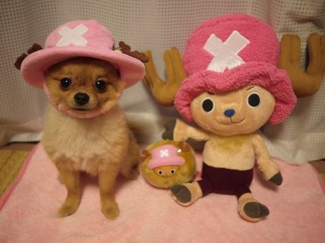 17 Pets That Definitely Have Cosplayers As Owners - Rolecosplay Chopper Costume, Chopper Cosplay, One Piece Cute, One Piece Chopper, Fitness Shirts, Tony Tony Chopper, Compression Shirts, One Piece Meme, Tony Chopper