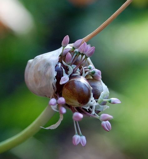 Allium sativum / Garlic Allium Sativum, 5 Elements, Garlic, Plants, Flowers