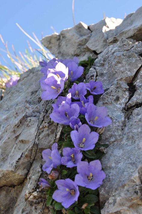 Campanula Flowers, Alpine Flowers, Bell Flowers, Rock Garden Plants, Rock Flowers, Alpine Plants, Blue And Purple Flowers, Flower Therapy, Beautiful Flowers Wallpapers