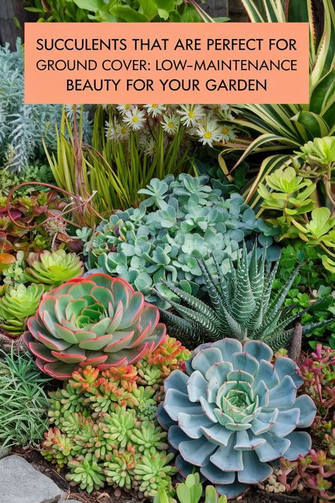 A vibrant garden featuring various ground cover succulents, including Sedum and Stonecrop, showcasing their colorful and textured foliage. These low-maintenance plants spread across the soil, adding beauty and charm while preventing weeds. Succulents Ideas, Low Maintenance Yard, Cover Crops, Low Maintenance Landscaping, Low Maintenance Garden, Hardy Plants, Ground Cover, Drought Tolerant, Growing Plants