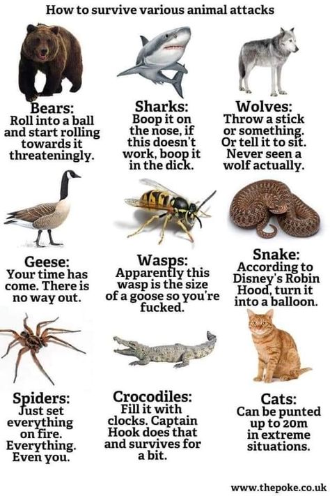 Deadly Animals, Animal Fails, Life Pro Tips, Funny Dragon, Funny Sports Memes, Surviving In The Wild, Animal Attack, Writer Tips, Survival Techniques