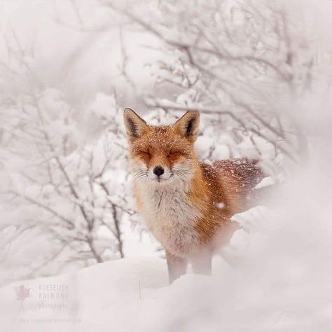 Fox In Snow, Snow Animals, Snow Photography, Wildlife Photographer, Image Nature, Winter Animals, Winter Pictures, Red Fox, Wild Life