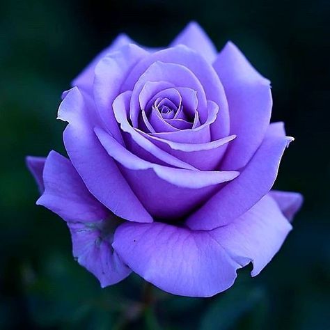 Roses are red, violets are blue, we hope to make your loved one as happy as you. Rose Images, Hybrid Tea Roses, Lavender Roses, Purple Rose, Beautiful Rose Flowers, Tea Roses, Rose Tattoos, Exotic Flowers, Purple Roses