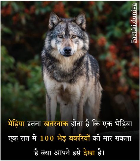 Fact in Hindi Short Facts In Hindi, Wolf Facts, Fact In Hindi, Video Challenge, Facts In Hindi, Interesting Facts In Hindi, Jay Shree Ram, Amazing Funny Facts, Cool Science Facts