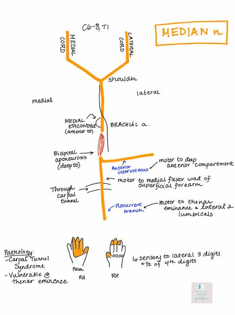 Facial Nerve Course, Median Nerve Anatomy, Trigeminal Nerve Anatomy, Ulnar Nerve Anatomy, Nerve Structure, Nerve Innervation Anatomy, Med School Study, Nerve Anatomy, Radial Nerve