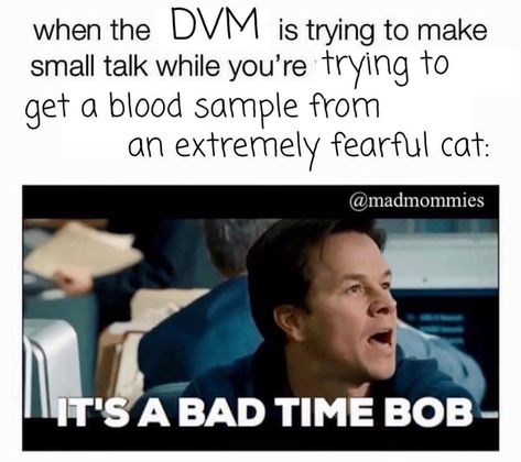 Veterinary Memes, Vet Humor, Vet Tech Humor, Vet Medicine, Vet School, Vet Student, Tech Humor, Small Talk, Veterinary Medicine