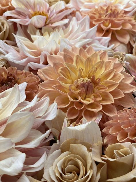 Soft Flowers, Dahlia Tubers, Nothing Gold Can Stay, Color Inspo, Flower Farm, Flower Seeds, Wren, Cut Flowers, The Farm