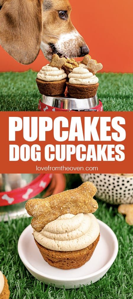 Pupcake Dog Cupcakes • Love From The Oven Dog Friendly Cake Recipe, Spoiled Dog Cake, Pupcakes Dog, Cupcakes For Dogs Recipe, Dog Birthday Cupcakes, Pup Cakes, Pupcake Recipe, Puppy Cupcakes, Dog Cake Recipes