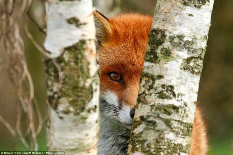 Peeking: A red fox hiding behind a tree by Mike Crowle, from Cornwall, which was captured on camera at the centre in Lingfield, Surrey - as were all the images Water Vole, Like A Lion, British Wildlife, Walk In The Woods, Red Fox, Black & White, Animals Friends, Otters, In The Woods