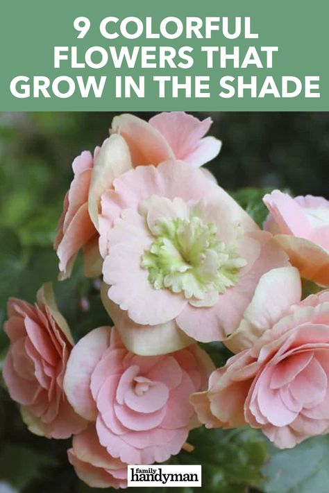 Shade Flower Boxes, Flowers For Shaded Areas Perennials, Flowers That Love Shade, Colorful Shade Perennials, Shade Loving Flowers For Pots, Full Shade Flowers Pots, Flowers For Shaded Porch, Full Shade Flower Bed, Flowering Perennials For Shade