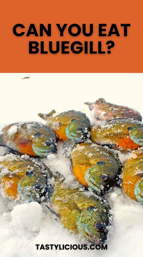 If you're thinking of frying up a batch of bluegill fillets, you may want to study up a bit. Take a look at our guide on eating bluegill and learn more about its flavor, health benefits, and preparation. Can You Eat Bluegill Fish | How to Cook & Eat Bluegill | Best Bluegill Recipes | refreshing spring recipes | spring dessert ideas | dinner ideas | easy dinner recipe | healthy dinner recipe Bluegill Recipes, Bluegill Recipe, Refreshing Spring Recipes, Perch Recipes, Bluegill Fish, Spring Dessert Ideas, Recipe Healthy Dinner, Best Fish Recipes, Spring Dessert