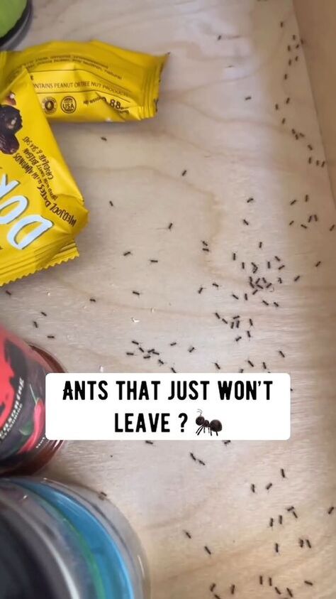 undefined Ant Repellent Diy Indoor, Peppermint Oil For Ants, Ants Repellent Diy, Ant Killer Recipe, Homemade Ant Killer, Repellent Diy, Ant Spray, Tiny Ants, Ant Repellent