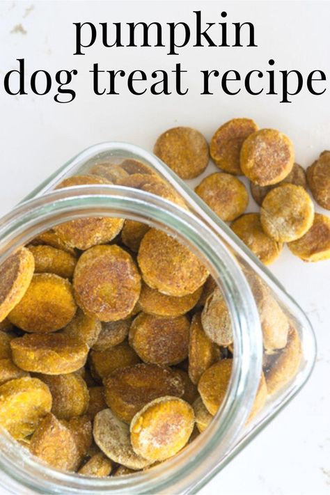 A recipe for Homemade Pumpkin Dog Treats. Additionally, this post discusses grains that you can use in your pumpkin dog biscuits and how to keep your homemade dog treats from molding. Dog Treats With Pumpkin, Homemade Pumpkin Dog Treats, Pumpkin Dog Treat, Make Dog Treats, Pumpkin Dog Biscuits, Halloween Dog Treats, Spoiled Puppy, Pumpkin Guts, Homemade Dog Cookies