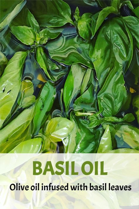 DIY basil olive oil. #basil #oliveoil #infusedoils Preserving Basil In Olive Oil, Fresh Basil Infused Olive Oil, Garlic Basil Infused Olive Oil, How To Make Basil Oil, Preserving Basil In Oil, Basil Oil Uses, Herb Olive Oil Recipe, How To Make Basil Infused Olive Oil, Basil And Garlic Infused Olive Oil