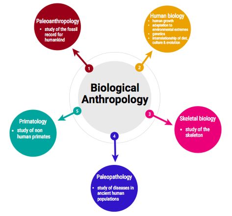 These are the five main subfields of biological anthropology. There are also applied subfields; medical anthropology and forensic anthropology. Forensic Anthropology Aesthetic, Medical Anthropology, Anthropology Aesthetic, Anthropology Degree, What Is Anthropology, Physical Anthropology, Anthropology Major, Biological Anthropology, Job Aesthetic