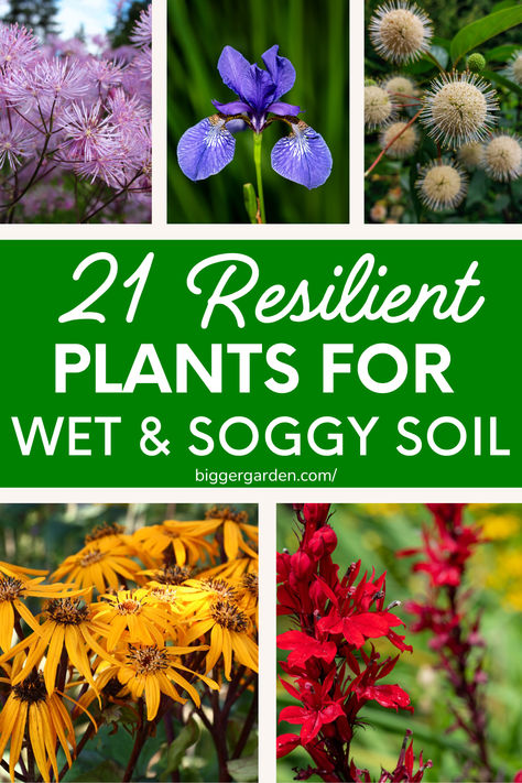 A vibrant collage of flowers ideal for rain garden landscape design, featuring bold blooms and plants for soggy areas. Perfect for rain garden ideas in backyards or whimsical shade gardens, these plants thrive in waterlogged soil and are great for bog plant landscaping ideas. Water Loving Plants Landscaping, Plants For Wet Areas, Plants That Soak Up A Lot Of Water, Wet Soil Plants Perennials, Wet Soil Plants, Plants That Like Wet Soil, Water Plants, Cool Plants, Shade Garden