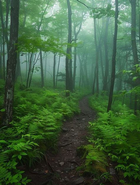 Allegheny National Forest, National Forest, Pennsylvania, Forest