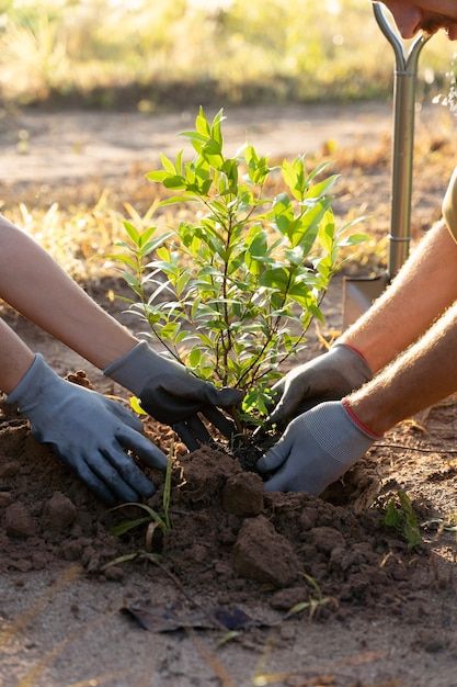 People planting tree on the countryside | Free Photo #Freepik #freephoto #reforestation #planting #tree-planting #tree-people Vision Statement, Forest Plants, Pallet Designs, Tree Photography, Vector Photo, Free Photo, Trees To Plant, Free Photos, Planting