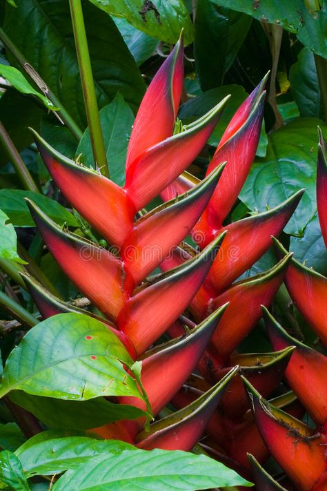 Rain Forest Flowers, Tropical Rainforest Flowers, Tropical Plants Photography, Amazon Rainforest Flowers, Red Tropical Flowers, Tropical Flowers Photography, Tropical Foliage Plants, Exotic Flowers Tropical, Hawaii Plants