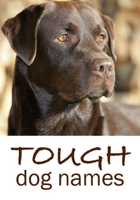 Ideas for tough dog names Puppy Names Unique, Tough Dog Names, Puppies Names Female, Male Dog Names, Scary Names, Dogs Names List, Black Dog Names, Popular Dog Names, Dog Names Unique