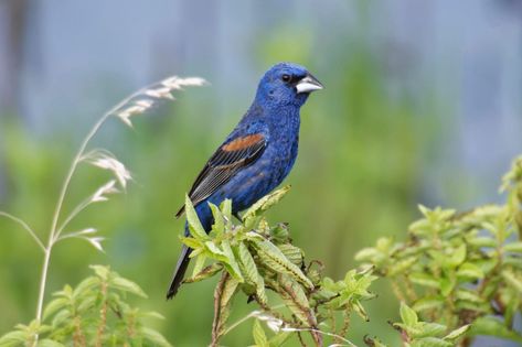 5 Grosbeaks Backyard Birders Should Know | Birds & Blooms Magazine Blue Gray Gnatcatcher, Photos Of Birds, Wild Birds Unlimited, Painted Bunting, Blue Feathers, Birds Of America, John James Audubon, Sonoran Desert, Backyard Birds