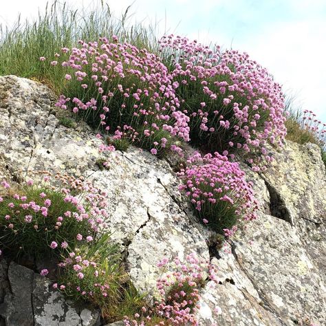 Sea thrift or sea pink - pretty as a picture and tough too. Grows right down at the sea shore and doesn’t mind the salt spray too much.… Sea Thrift, Botanist Gin, Isle Of Islay, At The Sea, Sea Shore, Salt Spray, Garden Paths, Garden Inspiration, Too Much