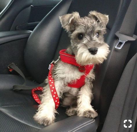 Schnauzer Grooming, Mini Schnauzer Puppies, Schnauzer Puppies, Mini Schnauzers, Miniature Schnauzer Puppies, Miniature Schnauzers, Schnauzer Puppy, Popular Dog Breeds, Schnauzer Dogs