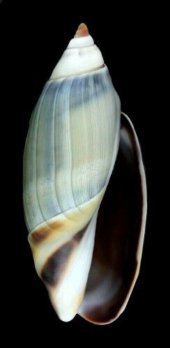 Olive Olive Shell, Seashells Photography, Creature Marine, Crystal Seashells, Ocean Treasures, She Sells Seashells, Snail Shell, Seashell Art, Shell Art