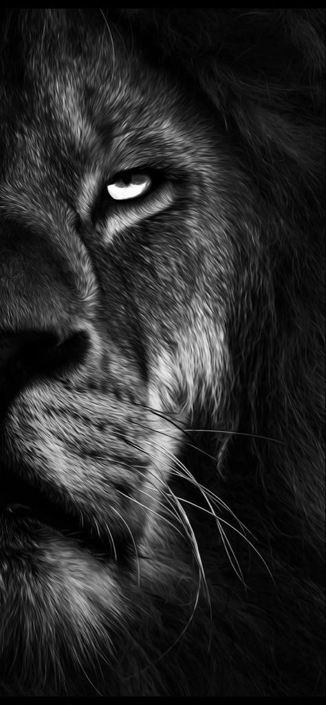 Lion Background Wallpapers, Lion Black Background, Lion Couple Wallpaper, Angry Lion Wallpaper, Lion 4k Wallpaper, Aslan Wallpapers, Aslan Lion, Wallpaper Lion, Lion Wallpaper Iphone