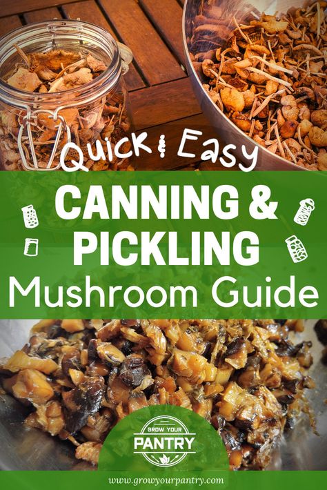 Preserving Mushrooms, How To Can Mushrooms, Canned Mushroom Recipes, Canning Mushrooms, Canning Mushrooms Recipes, Canned Pickled Mushrooms, How To Pickle Mushrooms, Pickled Mushrooms Recipe Canning, Pickled Mushrooms Recipe