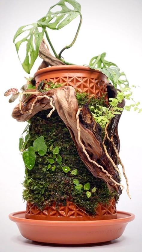 Orchid Terrarium, Small Water Gardens, Driftwood Planters, Indoor Water Garden, Beautiful Terrariums, Plants Are Friends, Dish Garden, Garden Decor Projects, Moss Garden