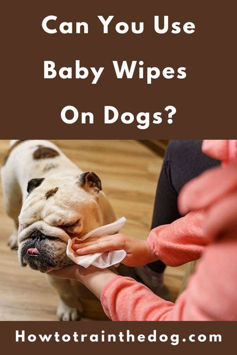 Are baby wipes dangerous to dogs? Can I use baby wipes to clean my dog’s face? Can you use baby wipes on a puppy? Find all the answers and more in this guide Puppy Find, Pet Wipes, Dog Playing, Dog Dental, Best Puppies, Puppy Face, Dog Shampoo, Puppy Care, Dog Images