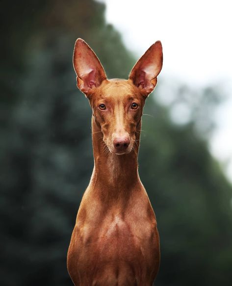 Pharaoh Hound kennel on Instagram: “Passport photo 📸 Reedly Road Loreen ❤️ My Queen 👑 #pharaohhound #cute #pets #pharaohhounds #pharaohhoundsofinstagram #kelbtalfenek…” Ibizan Hound, Scottish Deerhound, Pharaoh Hound, From Russia With Love, Beautiful Dog Breeds, Dog Heaven, Passport Photo, Dog List, Afghan Hound