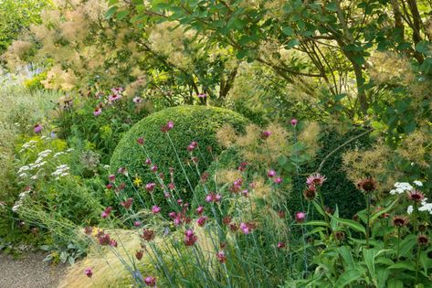 Tom Stuart Smith Planting, Tom Stuart Smith Gardens, Naturalistic Planting, London Gardens, Cotinus Coggygria, Tom Stuart Smith, English Garden Design, Beautiful Borders, Chelsea Garden