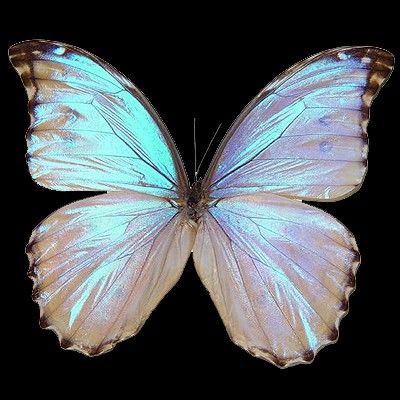 Pngs Icons, Carrd Icons, Projector Photography, Wings Png, Insect Tattoo, Butterfly Background, Rainbow Png, Morpho Butterfly, Butterfly Pictures