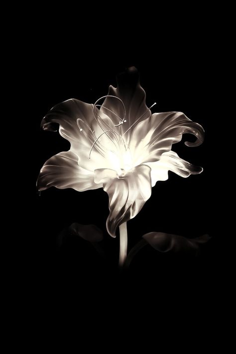 Black Dark Wallpaper Aesthetic, Lily Flower Black Background, Flower Wallpaper With Black Background, Flowers Black Background Photography, Hibiscus Wallpaper Black Background, White Roses Aesthetic Dark, Darkish Wallpaper, Flower With Black Background Wallpaper, Hibiscus Flower Black Background