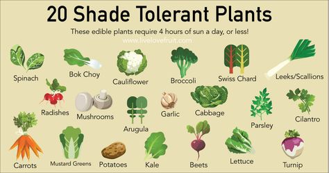 With a rise in people wanting to become more sustainable, finding places to grow things can be tricky. That’s why you’re going to be shocked to discover that there are over 20 shade tolerant plants that you can grow in areas of the garden that you normally thought couldn’t be utilized. These edible shade tolerant Shade Tolerant Plants, Summer Vegetables, Shade Perennials, Veg Garden, Tomato Garden, Home Vegetable Garden, Food Garden, Edible Plants, Flowers Wallpaper