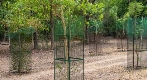 4 Reasons to Use Wire Mesh Tree Guards in Your Landscaping Tree Guard Ideas, Tree Guards, Hog Wire Fence, Wire Mesh Screen, Chicken Wire Crafts, Nut Trees, Large Trees, Landscaping Trees, Gutter Guard