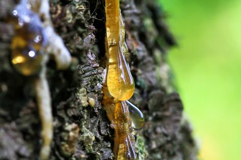 Tree Sap: What It Is and Whether You Should Eat It | Livestrong.com Eyeglass Cleaner, Remove Oil Stains, Homemade Bubbles, Vapor Rub, Tree Sap, Resin Uses, Natural Bath, Valerian, Makeup Stain